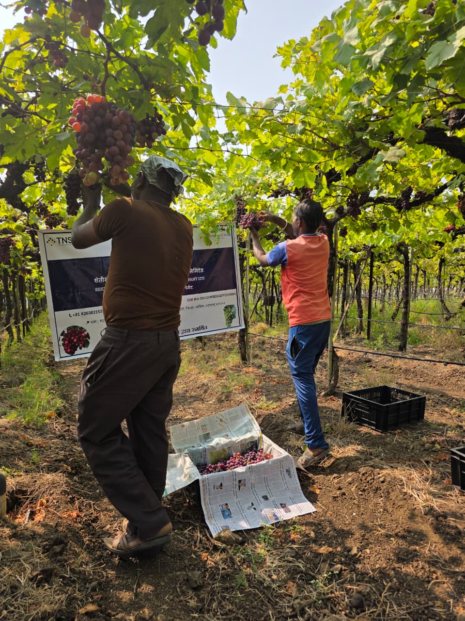 Farmers picking grapes