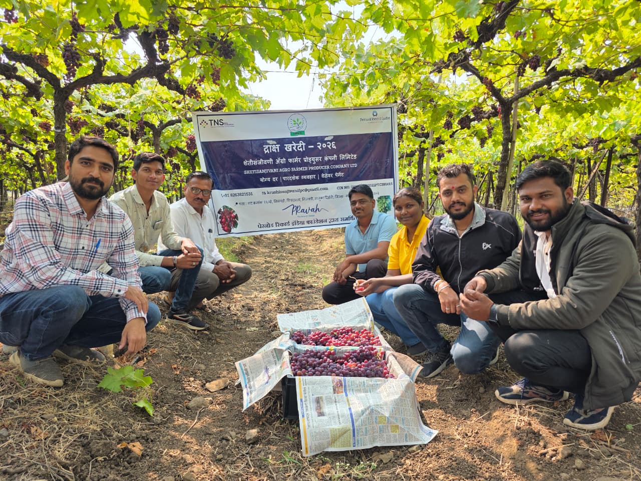 Grape harvest team in Dindori